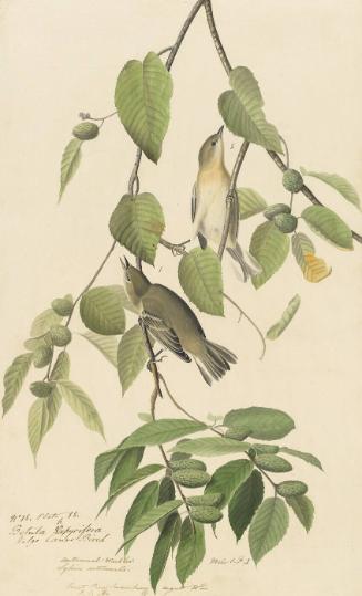 Bay-breasted Warbler (Setophaga castanea), Study for Havell pl. 88