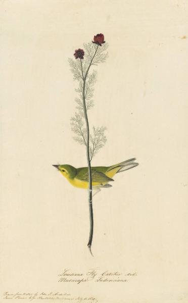 Hooded Warbler (Setophaga citrina), Study for Havell pl. 9