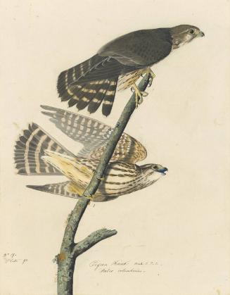 Merlin (Falco columbarius), Study for Havell pl. 92
