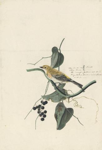 Yellow-rumped Warbler (Setophaga coronata), Havell plate no. 153