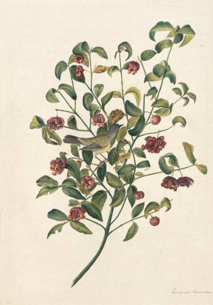 Bachman's Warbler (Vermivora bachmanii), Havell pl. 395 (plant)