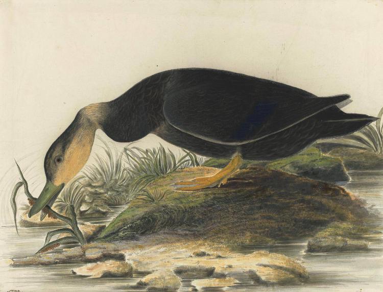 American Black Duck (Anas rubripes)