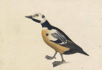 Steller's Eider (Polysticta stelleri), Havell plate no. 429