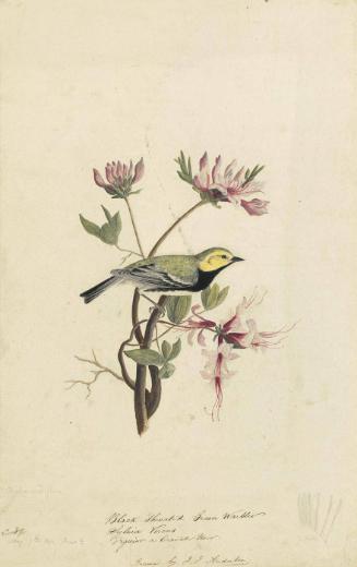 Black-throated Green Warbler (Setophaga virens); sketch of a tail
