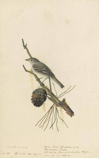 Eastern Wood-Pewee (Contopus virens)