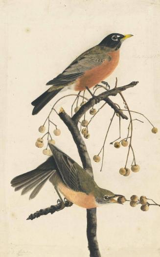 American Robin (Turdus migratorius)