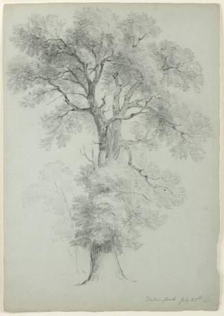 Tree Study, Windsor Park, England