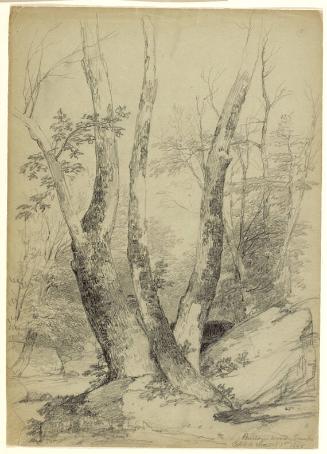 Buttonwood Trunks, Catskill Clove, New York; verso: sketch of trees