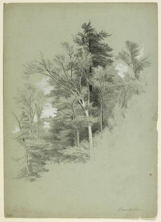 Study of Trees, Shandaken, New York