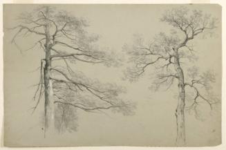 Study of Two Trees, Hague, Lake George, New York