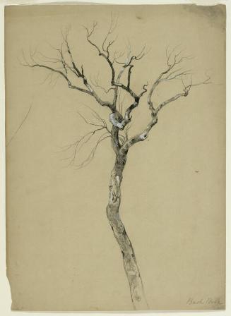 Study of a Bare Tree, South Egremont, Massachusetts