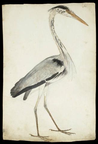 Grey Heron (Ardea cinerea), Adult