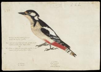 Great Spotted Woodpecker (Dendrocopos major), Female