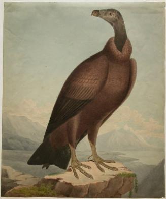 Cinereous Vulture (Aegypius monachus)