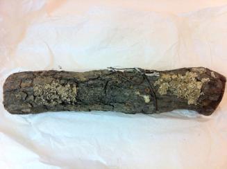 Wood log from tree under which George Fox preached w/document