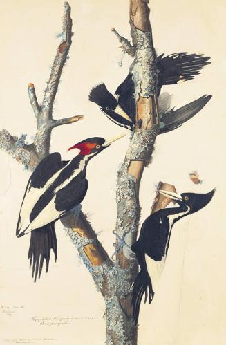 Ivory-billed Woodpecker (Campephilus principalis), Study for Havell pl. 66