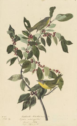 Nashville Warbler (Leiothlypis ruficapilla), Study for Havell pl. 89