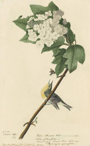 Yellow-throated Vireo (Vireo flavifrons), Study for Havell pl. 119