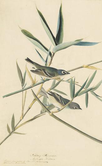 Solitary Vireo (Vireo solitarius), Study for Havell pl. 28