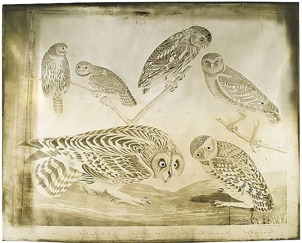 Copperplate for Burrowing Owl (Athene cunicularia), Little Owl (Athene noctua), Northern Pygmy-Owl (Glaucidium gnoma), and Short-eared Owl (Asio flammeus), Havell plate no. 432 in John James Audubon's "Birds of America"