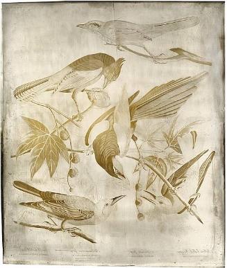 Copperplate for Yellow-billed Magpie (Pica nuttalli), Steller's Jay (Cyanocitta stelleri), Western Scrub-Jay (Aphelocoma californica), Clark's Nutcracker (Nucifraga columbiana), Havell plate no. 362 in John J. Audubon's "Birds of America"