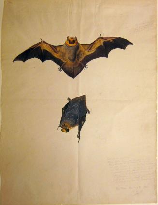 Studies of Two Bats