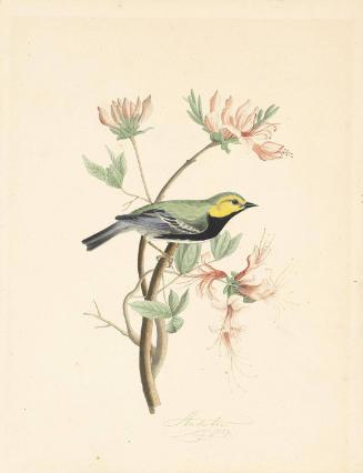 Black-throated Green Warbler (Setophaga virens)