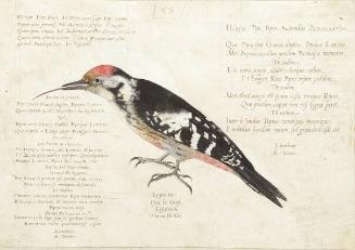 Great Spotted Woodpecker (Dendrocopos major), Juvenile Male or Middle Spotted Woodpecker (Dendrocopus medius)
