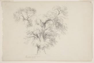 Tree Study, Kingston, New York; from the disassembled "Kingston Sketchbook"