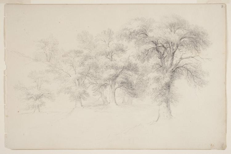 Study of Trees; from the disassembled "Kingston Sketchbook"