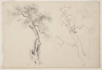 Study of Two Trees; from the disassembled "Kingston Sketchbook"