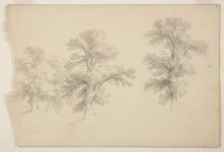 Study of Five Trees; from the disassembled "Kingston Sketchbook"