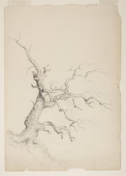 Study of a Tree, Schroon Lake, New York; from the disassembled "Schroon Lake Sketchbook"