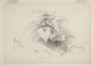 Study of Leaves and Rocks; from the disassembled "Schroon Lake Sketchbook"