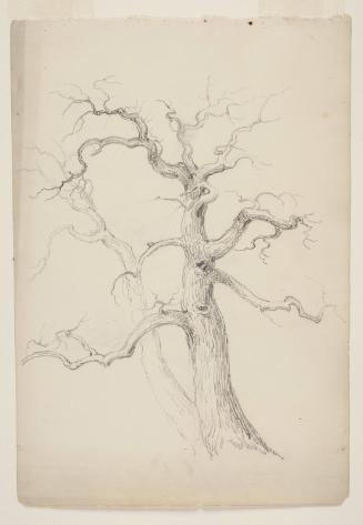 Study of Two Trees; from the disassembled "Schroon Lake Sketchbook"