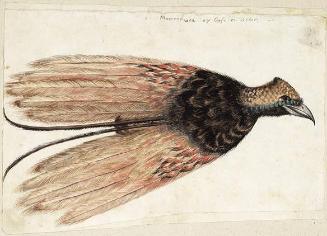 Bird of Paradise (Paradisaea apoda) Skin