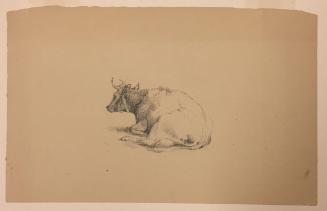 Reclining Cow; verso: sketch of the same