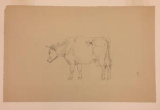 Study of a Standing Cow