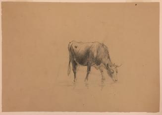 Study of a Drinking Cow: verso: sketch of two cows