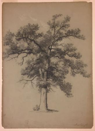 Tree Study, Newburgh, New York