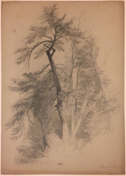 Study of Trees, Bash Bish, South Egremont, Massachusetts