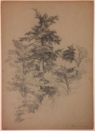 Study of Trees, Lanesborough, Massachusetts