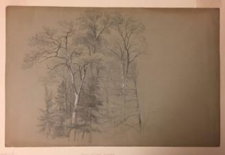 Study of Trees, Scarsdale, New York