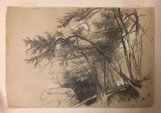 Study of Trees on a Hillside, Catskill Mountains, New York