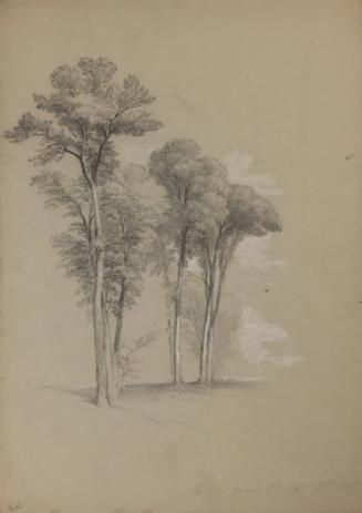 Study of Trees, Factory Point, Vermont