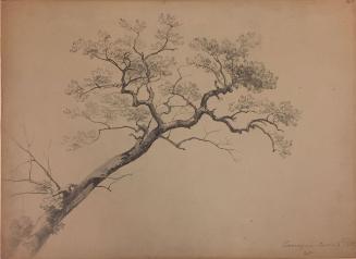 Study of the Limb or a Tree, Tamaqua