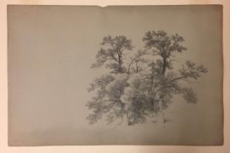 Study of Trees, Lake George, New York