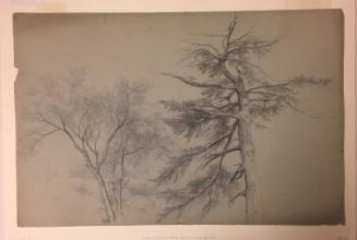 Study of Four Trees with Rocks, Hague, Lake George, New York