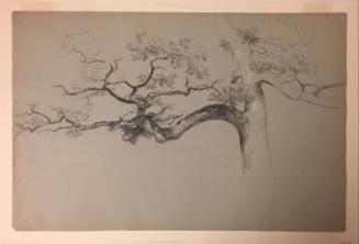 Study of Tree Branches, Hague, Lake George, New York