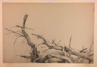 Study of Fallen Trees, Bolton, Lake George, New York